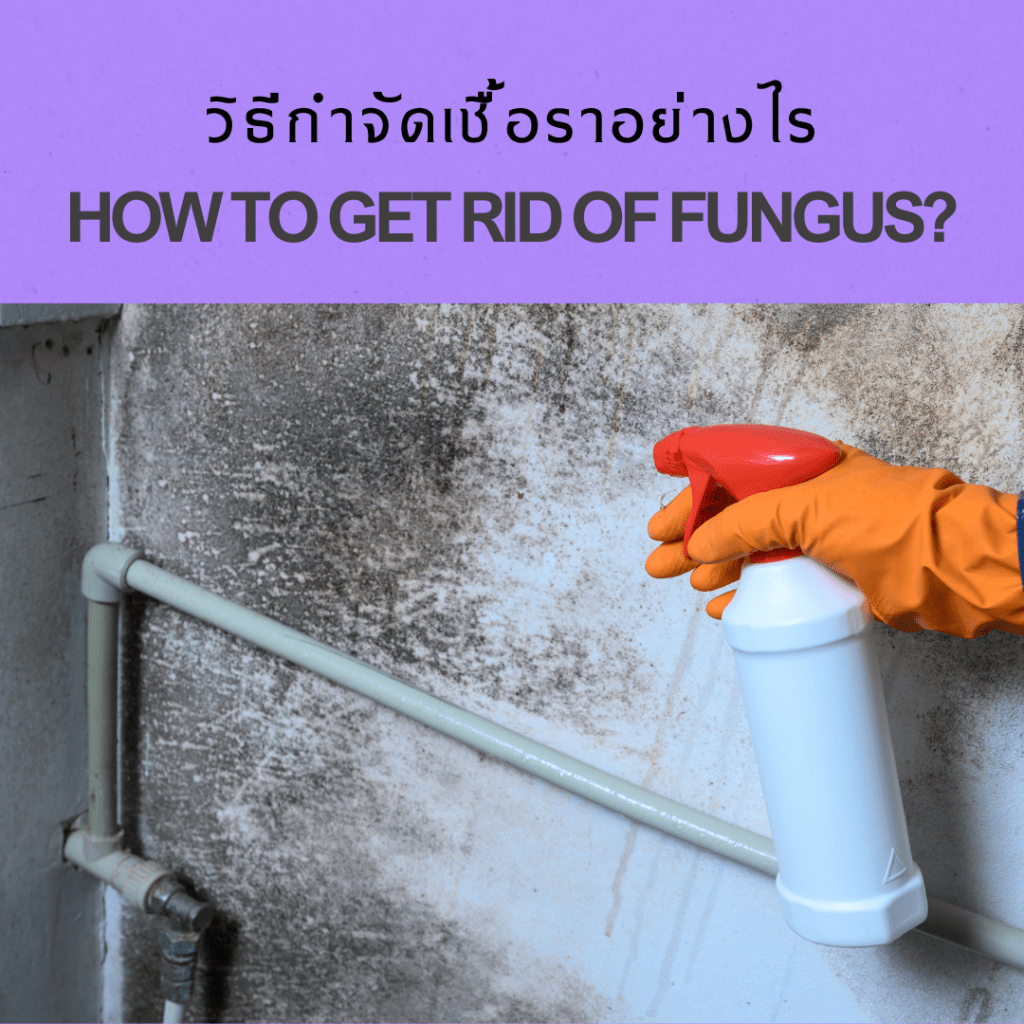 วิธีกำจัดเชื้อราในบ้านและคอนโดมิเนียมช่วงฤดูฝน